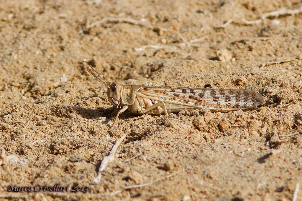 Locusta del deserto?